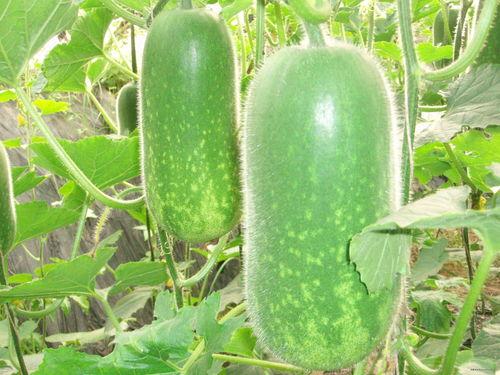 最新七夕吃瓜爆料图片,明星情侣幕后秘闻大揭秘 第3张 最新七夕吃瓜爆料图片,明星情侣幕后秘闻大揭秘 第3张